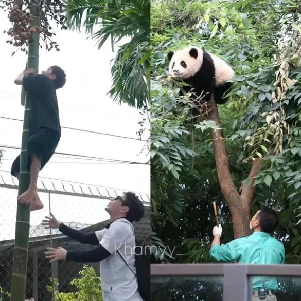 gau-truc-anh-quang-hung-masterd-dim-2 Quang Hùng MasterD leo cột như gấu trúc trèo cây